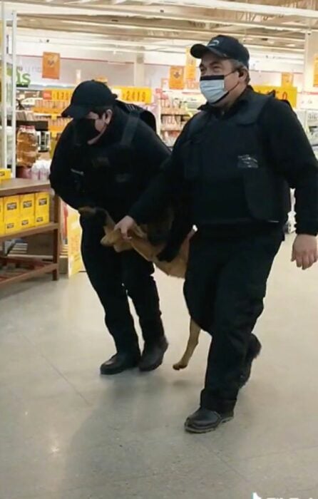 dog taken out by guards