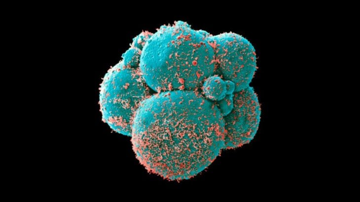 imagen representativa de células madre 