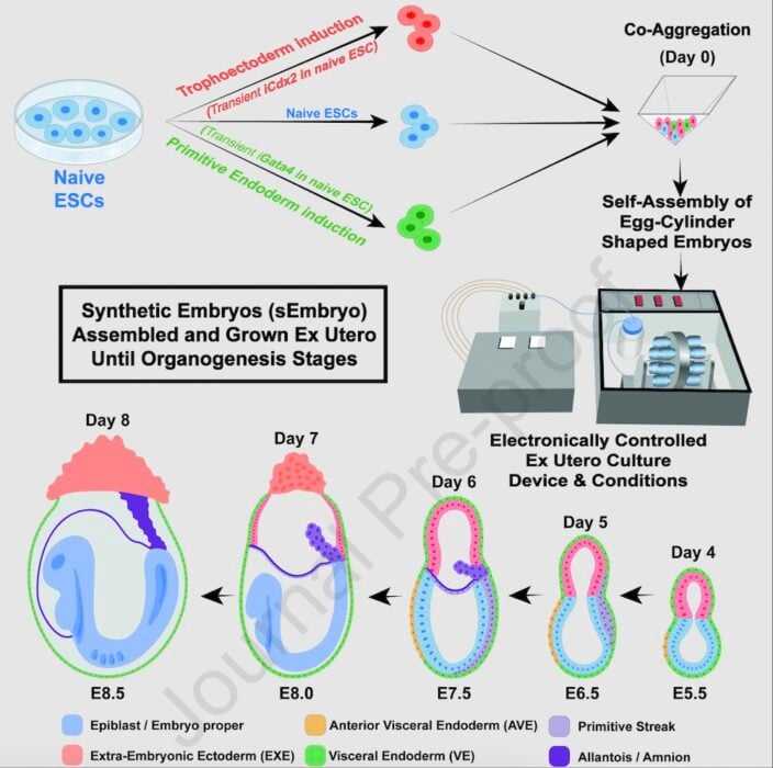 imagen ilustrativa de cómo se crean los embriones sin necesidad de un esperma ni un óvulo 
