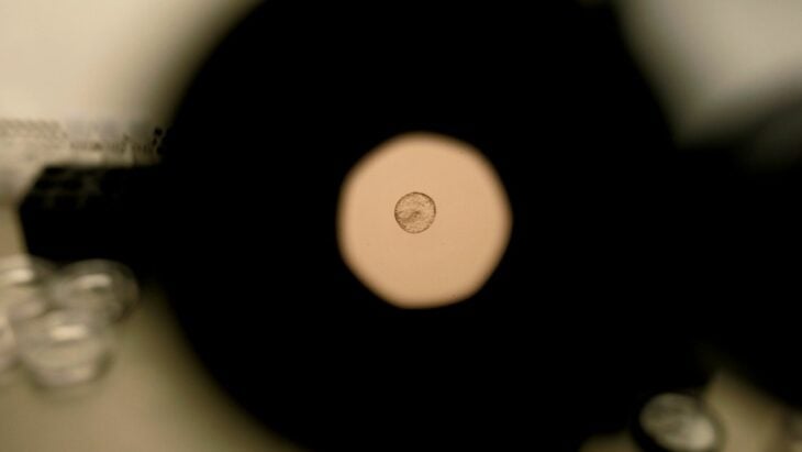 vista de un embrión sin óvulos ni espermas