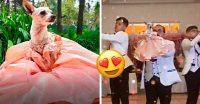 Perrita Chihuahua se hace viral porque le celebraron fiesta de XV años