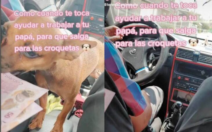 Perrita se hace viral por acompañar a un taxista a cobrar los pasajes