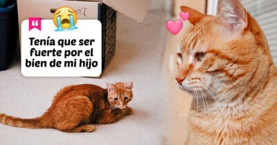 ¡Ah, caray! Creyeron haber perdido a su gato en la mudanza y apareció 2 meses después
