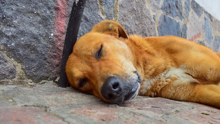 photograph of a dog lying on the floor of a street 