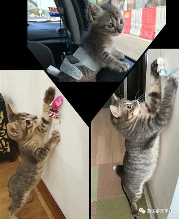 imagen comparativa de un gatito antes vs después de su adopción 