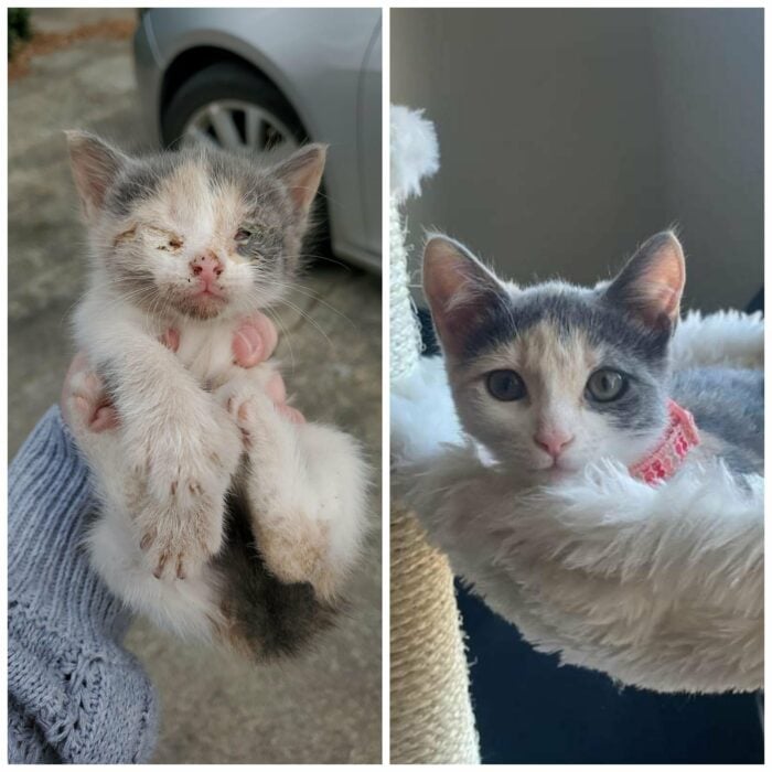 imagen comparativa de un gato cuando recién fue rescatado vs en la actualidad 