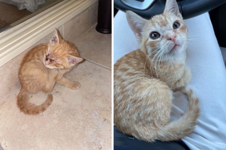 imagen de un gatito antes vs después de su adopción 