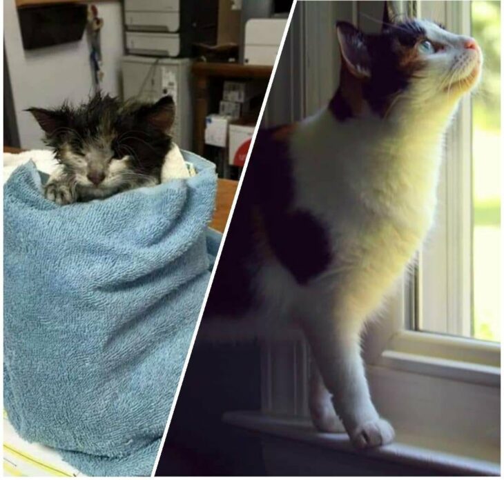 imagen comparativa de una gata envuelta en una toalla vs después de haber sido adoptada 