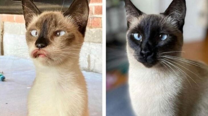 imagen comparativa de un gato que cambió por completo el aspecto de su hocico 