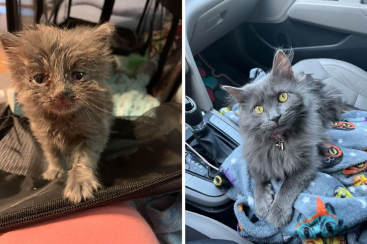 imagen comparativa dew un gato el primer día rescatado vs en la actualidad