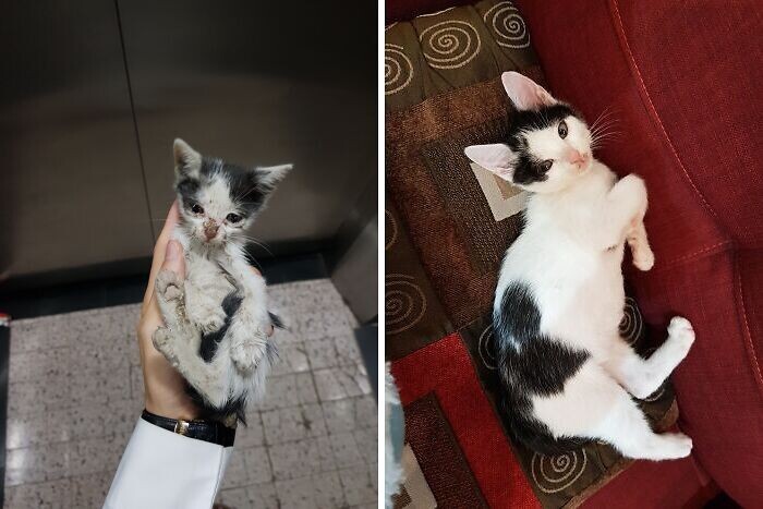 imagen comparativa de un gato antes vs después de haber sido adoptado 