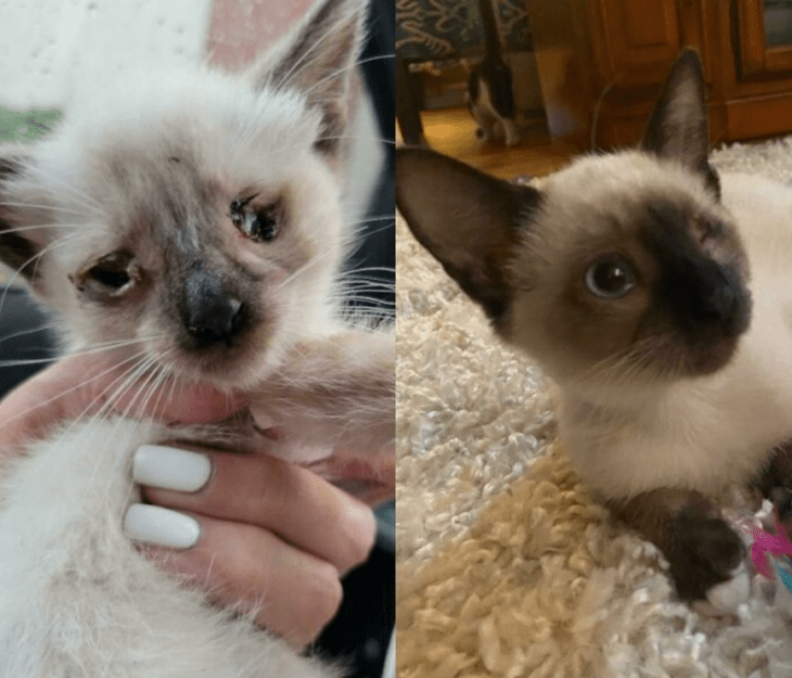 imagen del antes vs después de un gato que fue adoptado y perdió un ojo 