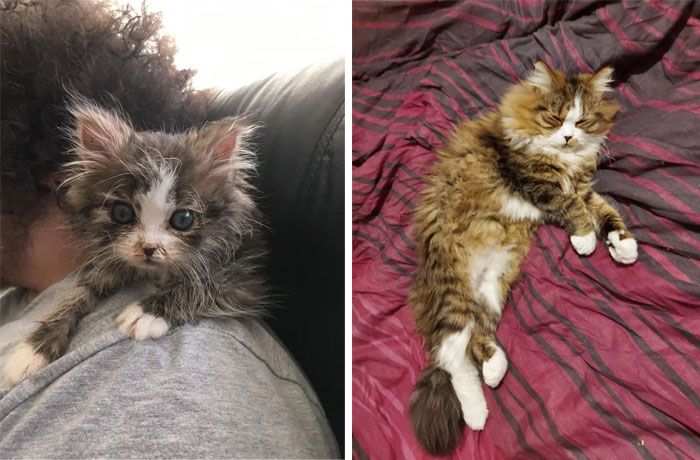 imagen comparativa del antes vs después de un gatito rescatado 