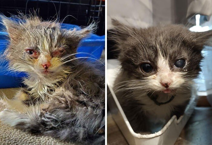 imagen comparativa de un gato antes vs después de haber sido adoptado 