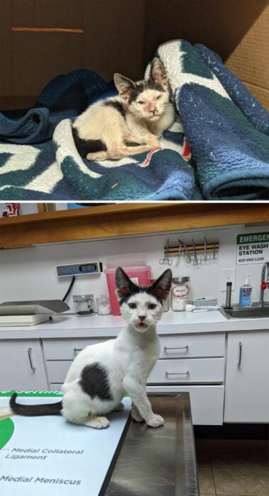 imagen comparativa de un gato cuando fue rescatado vs cuando ya es dado de alta del veterinario 
