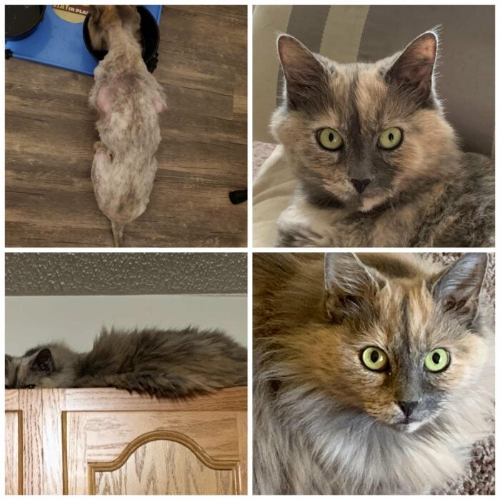 fotografías comparativas del antes vs después de una gatita rescatada de un desagüe