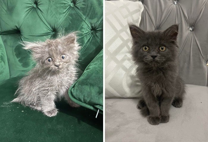 imagen comparativa del antes y después de un gato rescatado 