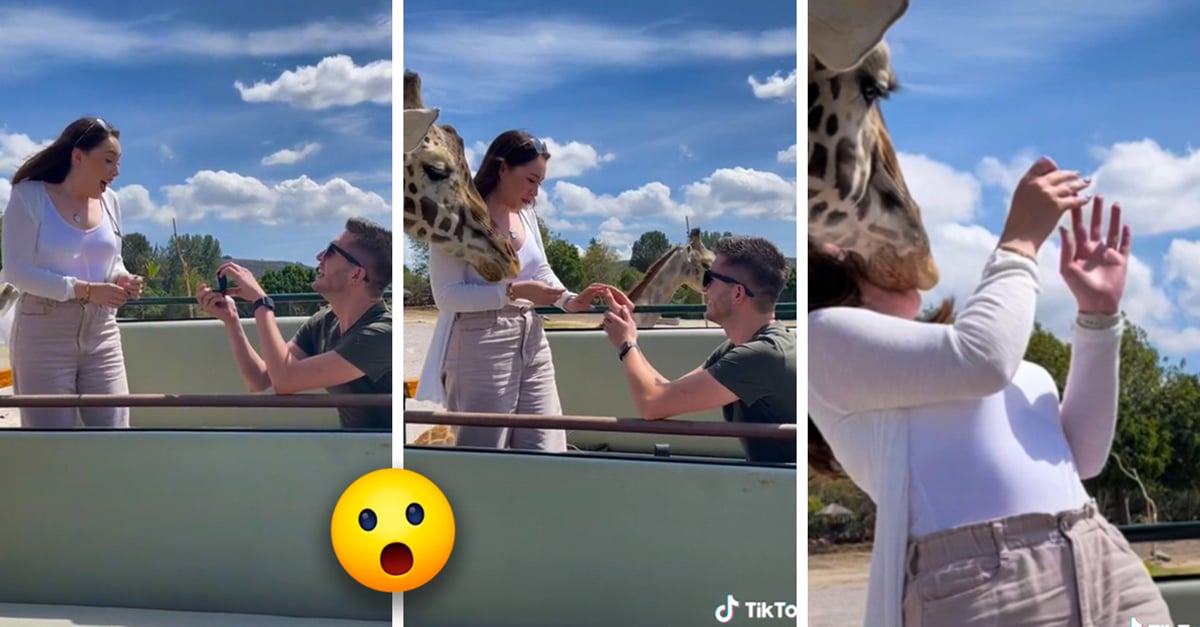 It was a bump!  Giraffe ruins marriage proposal and sends the bride to the hospital
