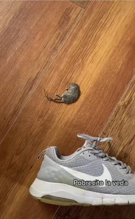 I had the corpse of a dead mouse 