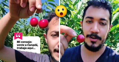 Mexicano se fue a vivir a Canadá y ¡esto es lo que gana al día cosechando cerezas!