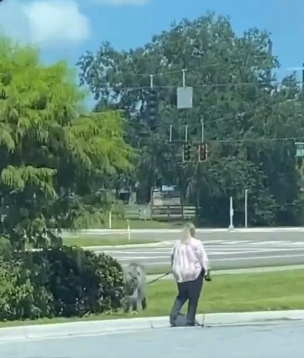 mujer camina por la calle paseando a un perro de gran tamaño 