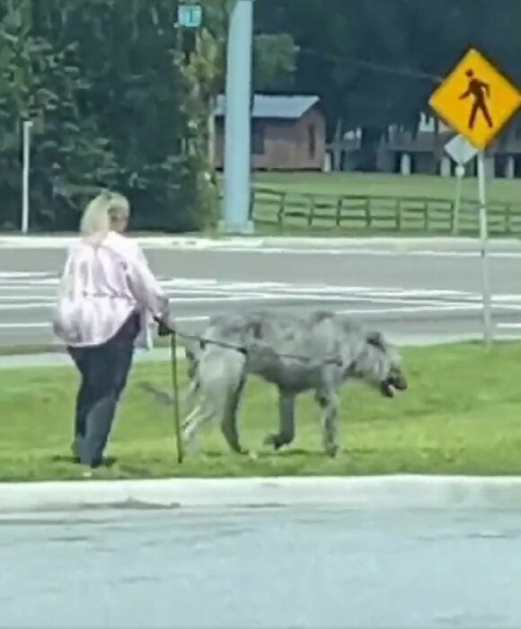 mujer en bastón paseando a un perro de gran tamaño en la calle 