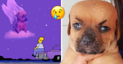 ¡No te tocaba! Murió Chupete, el perrito que se viralizó porque nadie quería adoptarlo