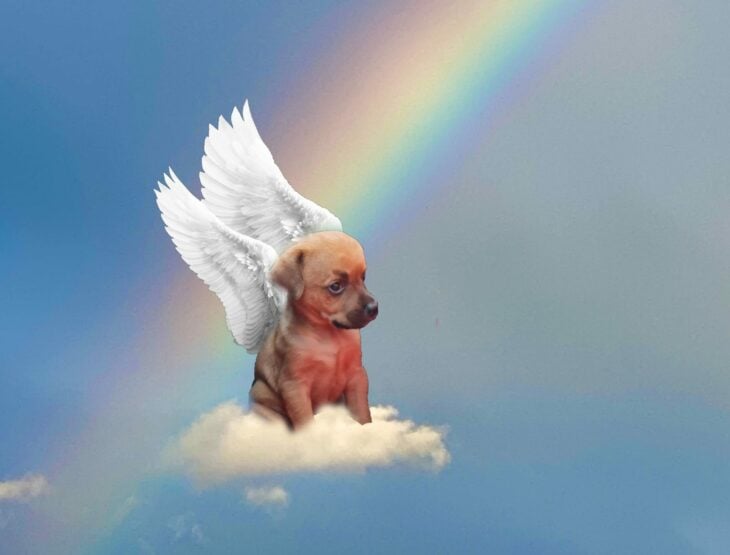 illustrative image of the pacifier puppy with wings in the sky 