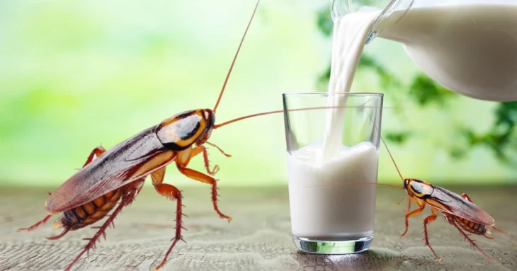 cockroach milk