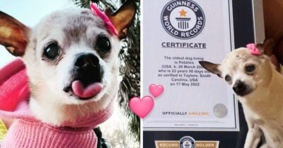 ‘Pebbles’, la perrita de 22 años que ganó el récord guinness a la más longeva del mundo