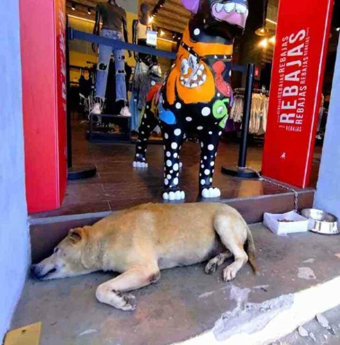 Stray dog ​​is adopted by employees of a clothing store