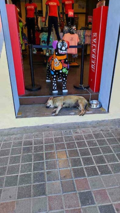 Perrito callejero es adoptado por empleados de una tienda de ropa