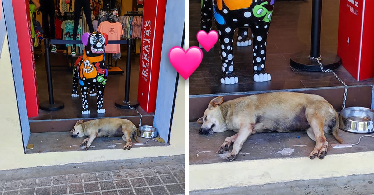 How Stray dog is adopted by employees of a clothing store
