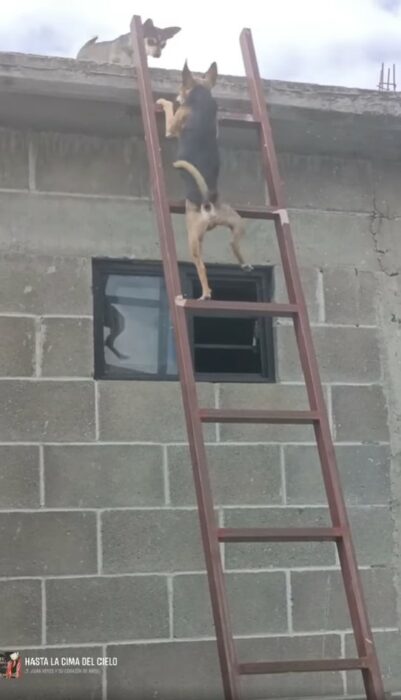 dog runs up the stairs to meet a dog on the roof