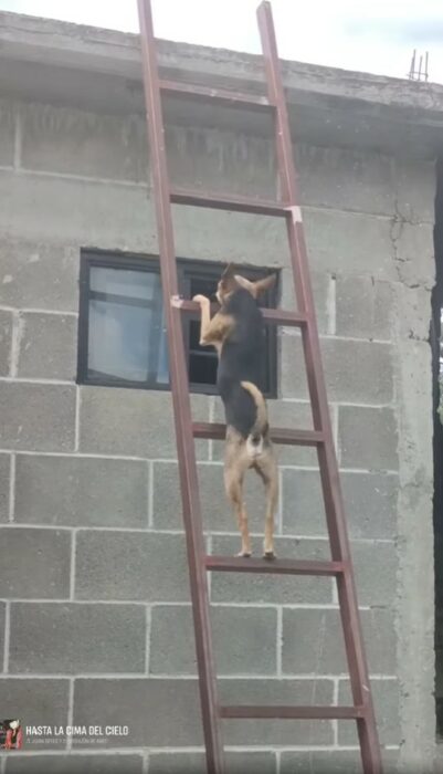 imagen de un perro subiendo las escaleras 