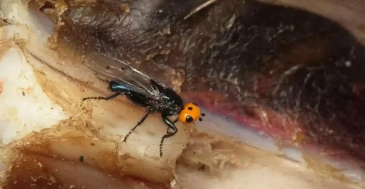 Reaparecen moscas carnívoras que se creían extintas desde 1836