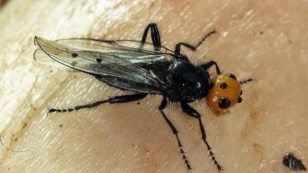 Carnivorous flies that were thought extinct since 1836 reappear