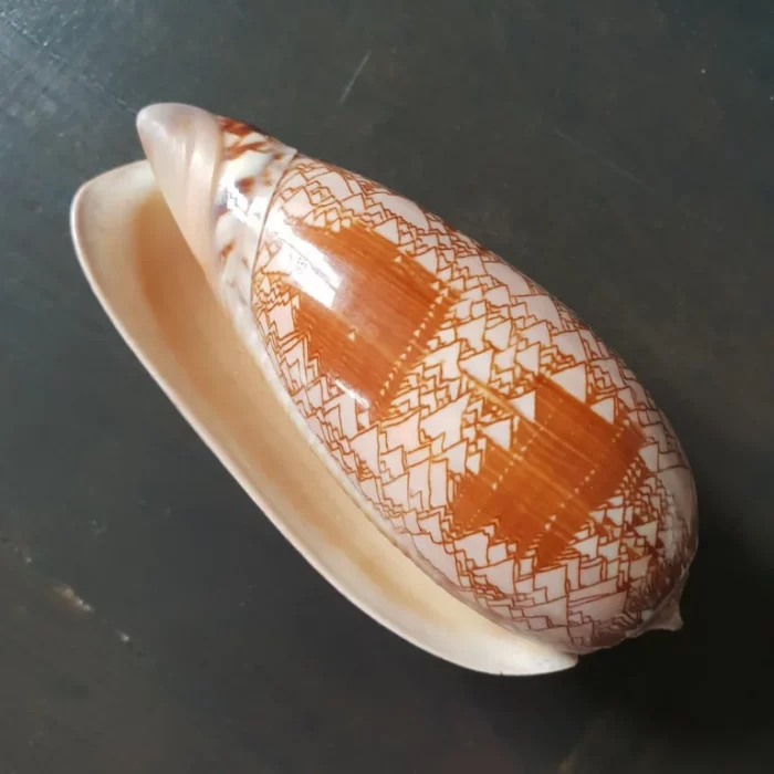 Caracol cono