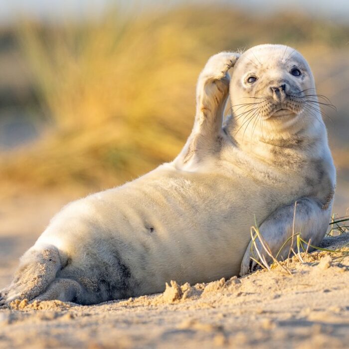 foca con pose pensativa