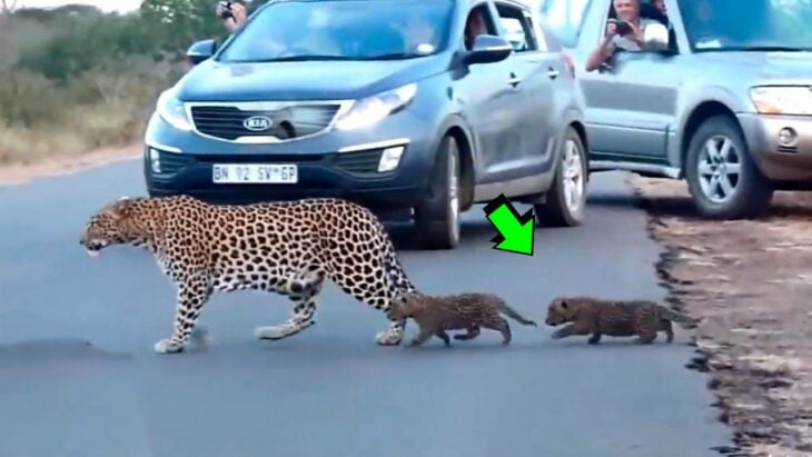 familia de tigres cruzando la calle