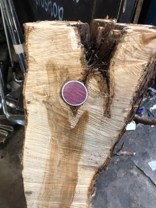 Pelota de golf alojada en el tronco de un árbol