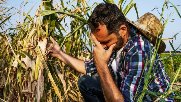 Sad farmer because the drought affected his corn harvest 
