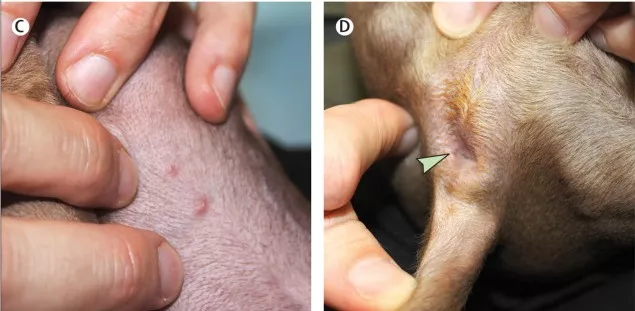 Detectan el primer caso de viruela del mono en un perro, fue contagiado por sus dueños