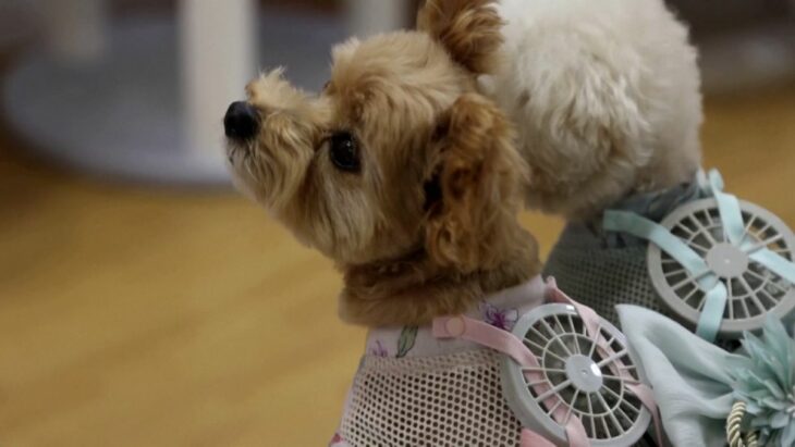 ropa de mascotas con ventilador