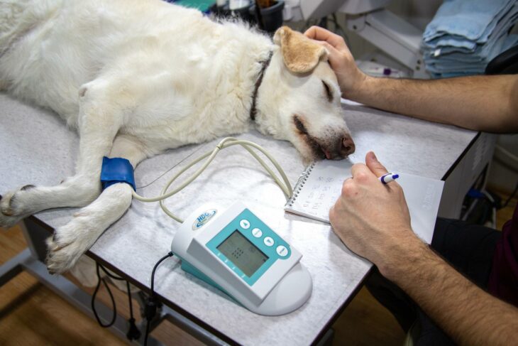 Veterinario atendiendo a un perro enfermo 