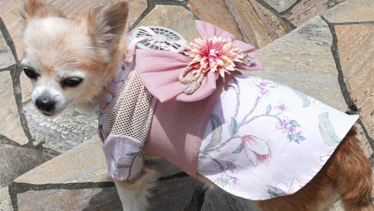 perrita con ventilador portátil