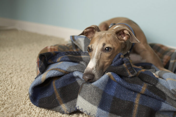 Galgo italiano