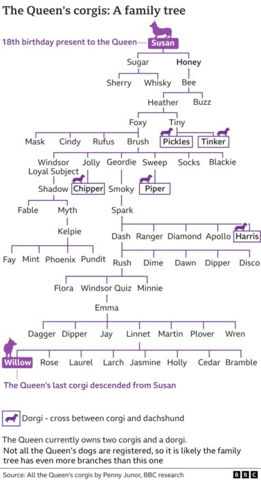 mapa que muestra la descendencia de los perros corgis de la reina Isabel ll 