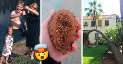 15 Imágenes insólitas que serían difíciles de creer si no las hubieran captado