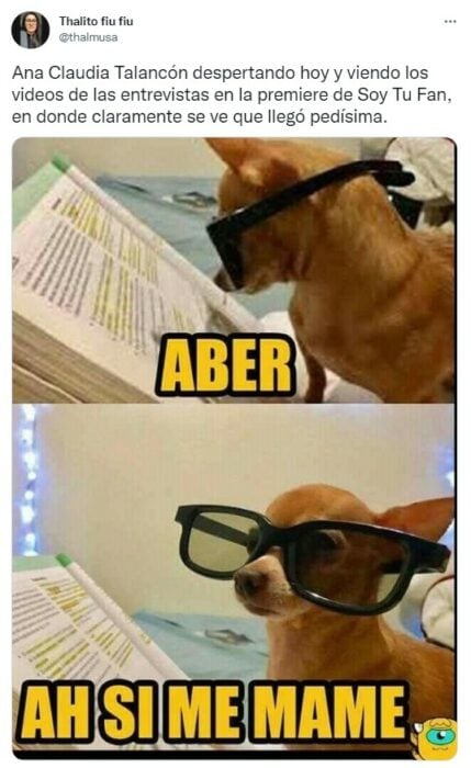 meme de un perrito Chihuahua leyendo un libro con lentes 